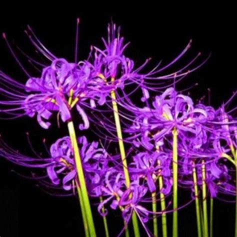 Amazon.com : (2) Purple Spider Lily, Lycoris Radiata Bulbs, Fresh Bulbs ...