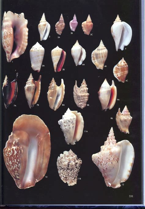 Image result for Marine Shells