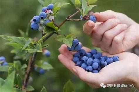 蓝莓是一种十分健康的水果，功效繁多，种植方法并不难 - 森林食品