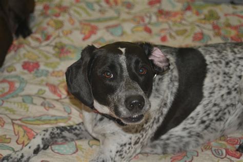 Pointer Dog in Action 的图像结果