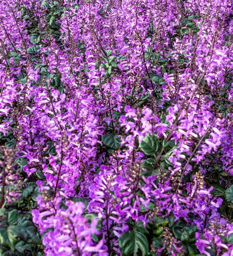 Plectranthus Mona Lavender