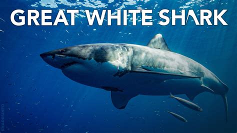 The Great White Shark [20+ Facts] Reproduction, Habitat, Size & Diet – sharksinfo.com