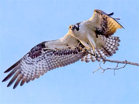 Why Do Birds Put Snakeskin in Nests? It May Warn Away Predators | All About Birds