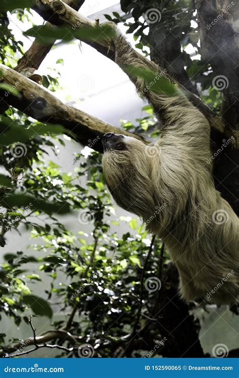 Sloth Climbing Tree 的图像结果