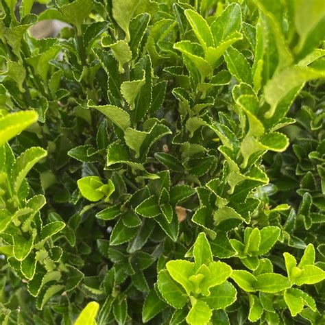 Euonymus - Green Spire - 5 gallon