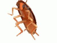 Image result for Dancing Cockroach Concert