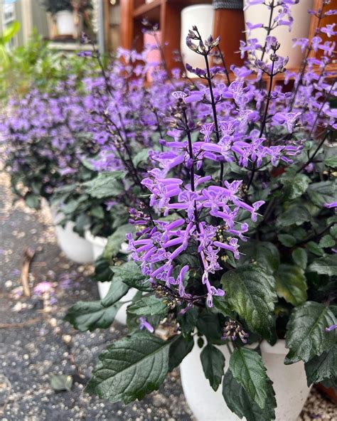 Plant FAQs: Mona Lavender Plectranthus