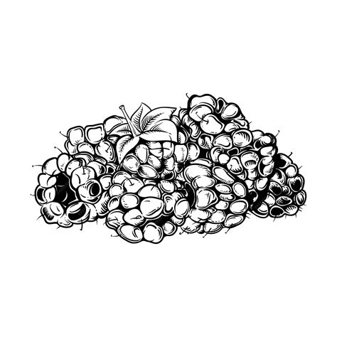 Ręcznie rysowane ilustracja maliny ręcznie rysowane ilustracja, rysunek ...
