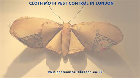 Image result for Cloth Moth Control