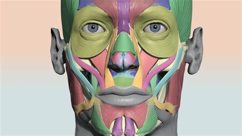 Muscle Head Model Computer Graphics Simulation 的图像结果