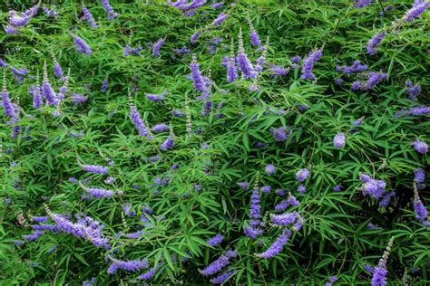 How to Grow and Care for Chaste Tree (Vitex)