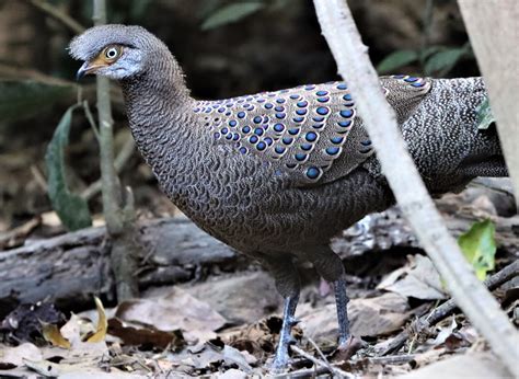 Gray Peacock-pheasant (Polyplectron bicalcaratum) — Coke Smith Wildlife