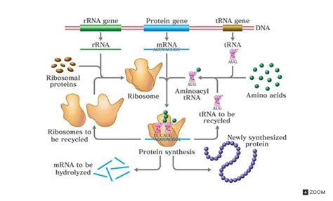 RNA Types 的图像结果