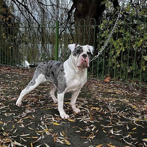 Alapaha Blue Blood Bulldog: Everything You Need To Know
