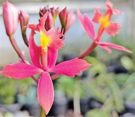 கிறிஸ்துமஸை வரவேற்கும் விதமாக கொடைக்கானல் மலைப் பகுதியில் பூத்துக் ...