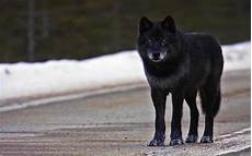 Black Alpha Wolf Wallpaper by Black Wolf Wallpaper 64 Images Black Alpha Wolf Wallpaper