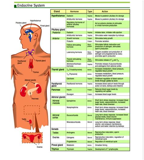 Image result for Endocrine System Table