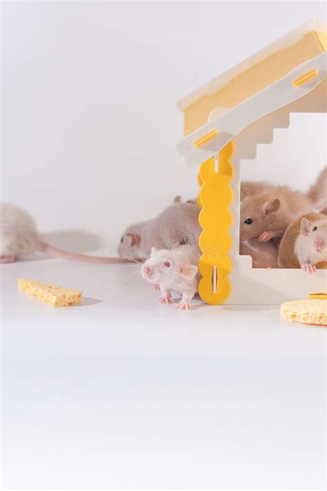 房子里的老鼠,颜色鼠,驯服高清图库素材免费下载(图片编号:7069031)-六图网