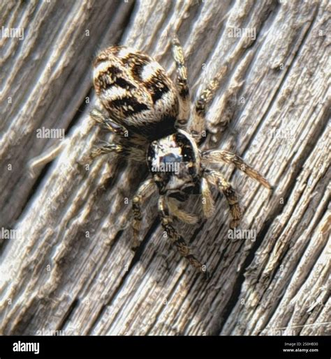 Zebra Jumping Spider (Salticus scenicus Stock Photo - Alamy