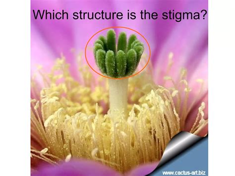 Image result for Types of Plant Reproduction