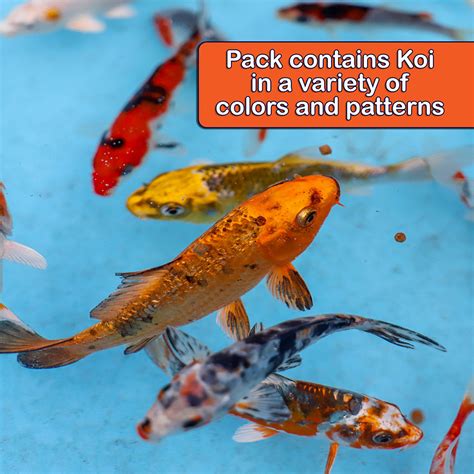 Live Koi Fish For Ponds 5-7"
