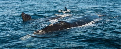Morska neman viđena kod poznatog ostrva u Hrvatskoj: Poslato upozorenje ...