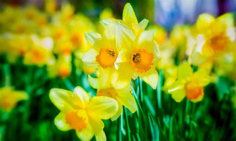 When Do Daffodils Bloom? - A-Z Animals