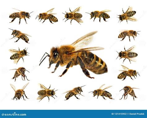 Group of Bee or Honeybee in Latin Apis Mellifera, European or Western ...