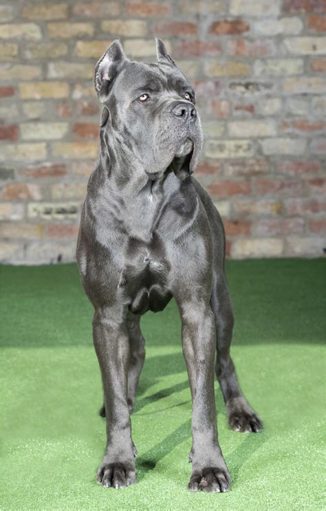 Cane Corso Italiano Blue