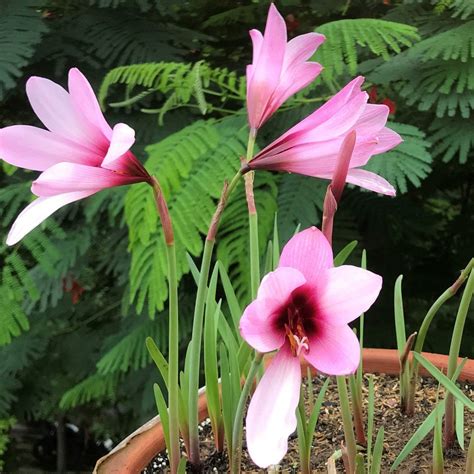 Rain Lily 'Jumbo' (Bulbs)Rain Lily Jumbo Bulbs – Large Monsoon Flowers ...