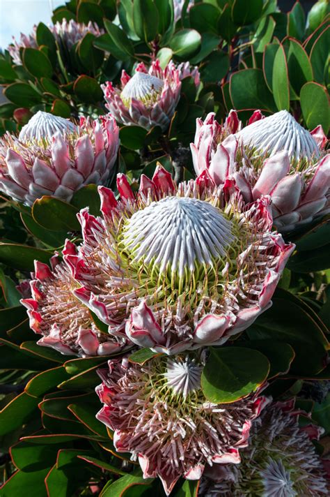 Pincushion Protea Habitat at Arthur Snipes blog