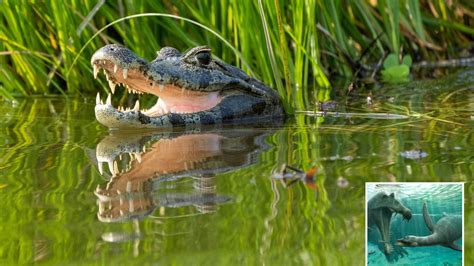 Are crocodiles dinosaurs? | The US Sun