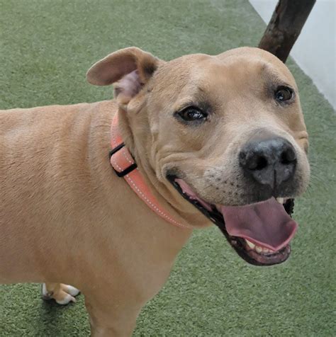 Contact Us | Crescent City Vet