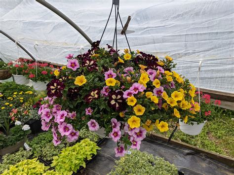 Growing Plants in a Hanging Basket