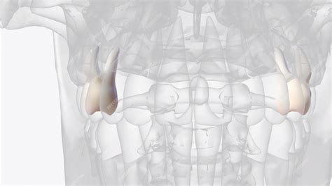 Premium Photo | The maxillary second molars resemble the maxillary ...