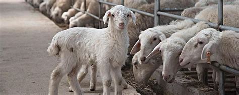 圈养羊吃什么饲料 怎样养羊长得快 —【发财农业网】
