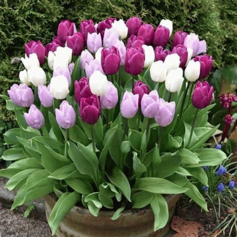 Image result for Tulips Flower Using Python