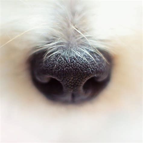 Are Dog Nose Prints Unique