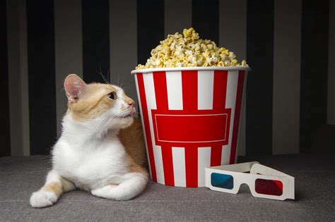 Can Cats Eat Popcorn? Is It Safe For Them Or Not?