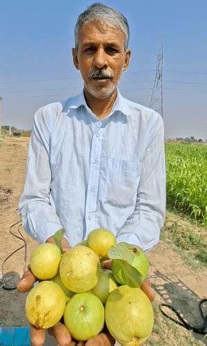 Rajasthan farmer earns ₹10 lakh profit annually from Guava cultivation ...