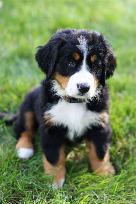 Bernese Mountain Dogs Videos at Sally Seim blog