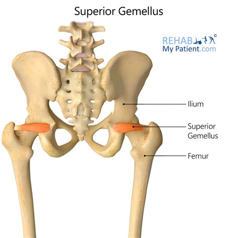 Superior Gemellus Muscle
