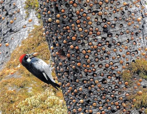 Acorn Woodpecker Range