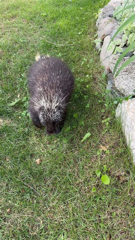 Alfred the Porcupine (@alfredtheporcupine) • Instagram photos and videos