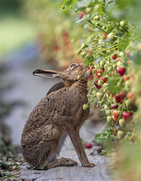 Brown hare eating suffolk lepus europaeus mike rae – Artofit
