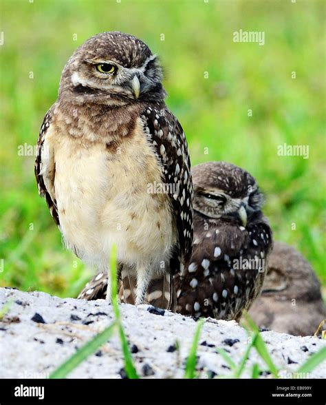 This adorable family of burrowing owls have set up an unusual home in ...