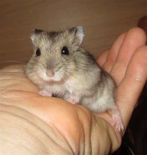 junge Roborowski Zwerhhamster Buben vom Hamster Zauber in Hainburg ...