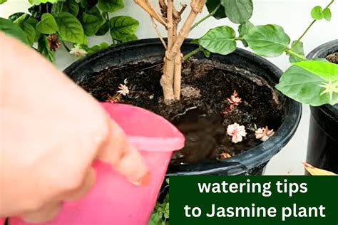 How to Grow and Care Jasmine Plant at Home - Voice of Plant