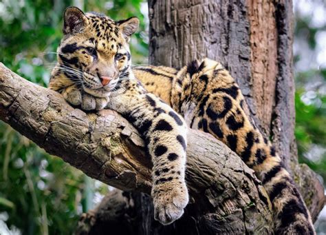 International Clouded Leopard Day: The fight to protect an elusive ...