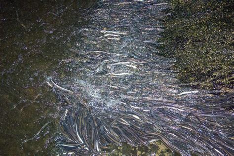 Migration Of Lamprey